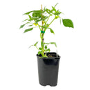 Tomatillo Verde plant container size, Tomatillo Verde plant online 1 gallon