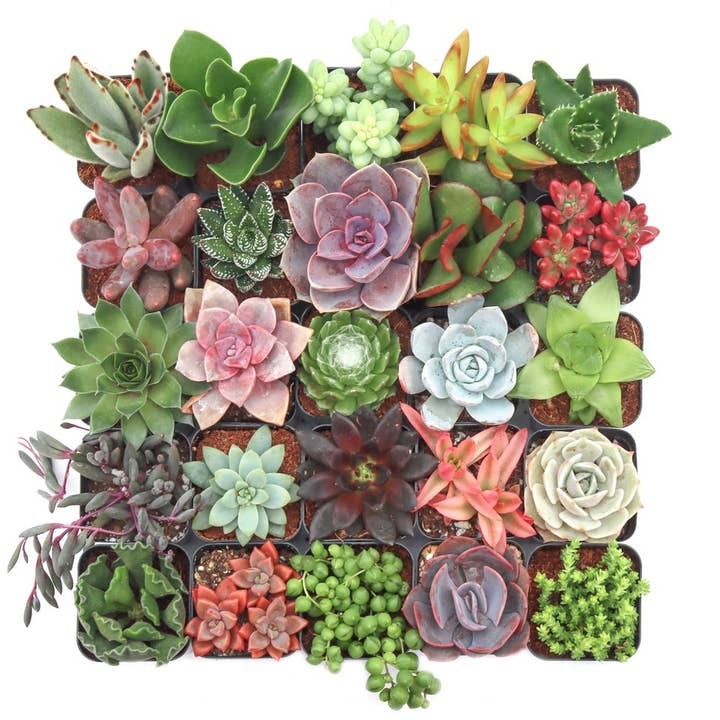Fully Rooted Succulents, Assorted 2 inch Plants, Premium Succulent Mix, Healthy Live Plants, Wholesale Variety