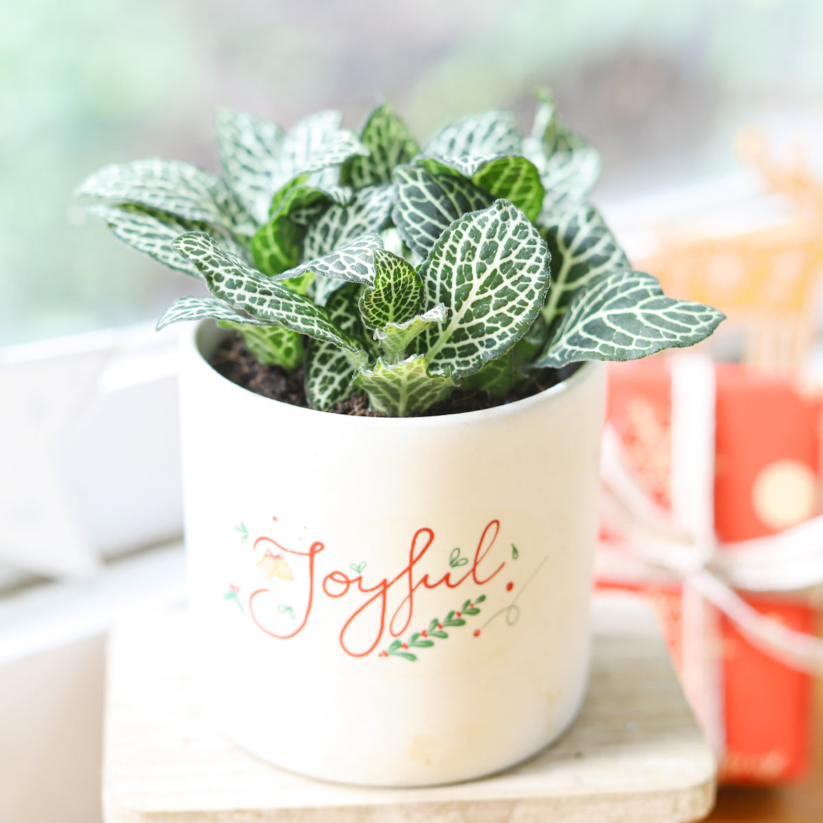 nerve plant indoor White Nerve Plant (Fittonia Albivenis)
