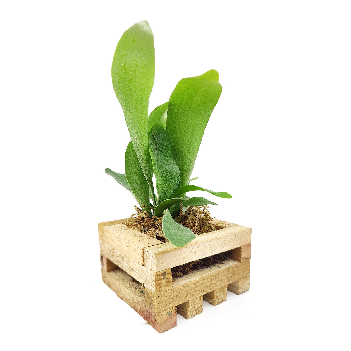staghorn succulent Small Staghorn Fern in Wood Planter