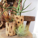Tillandsia Ionantha Fuego Air Plant Decor Ideas, Unique Air Plant as Gift