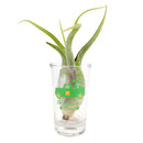 truck pattern air plant holder, St. Patrick&#39;s Day Pattern Airplant Holder, St. Patrick&#39;s Day Airplant Holder for home decoration