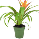 Guzmania hybrid Orange, Flowering Houseplants, Indoor Houseplant, Colorful Flowering Houseplants, Pet-Friendly Houseplants, Guzmania Flowers