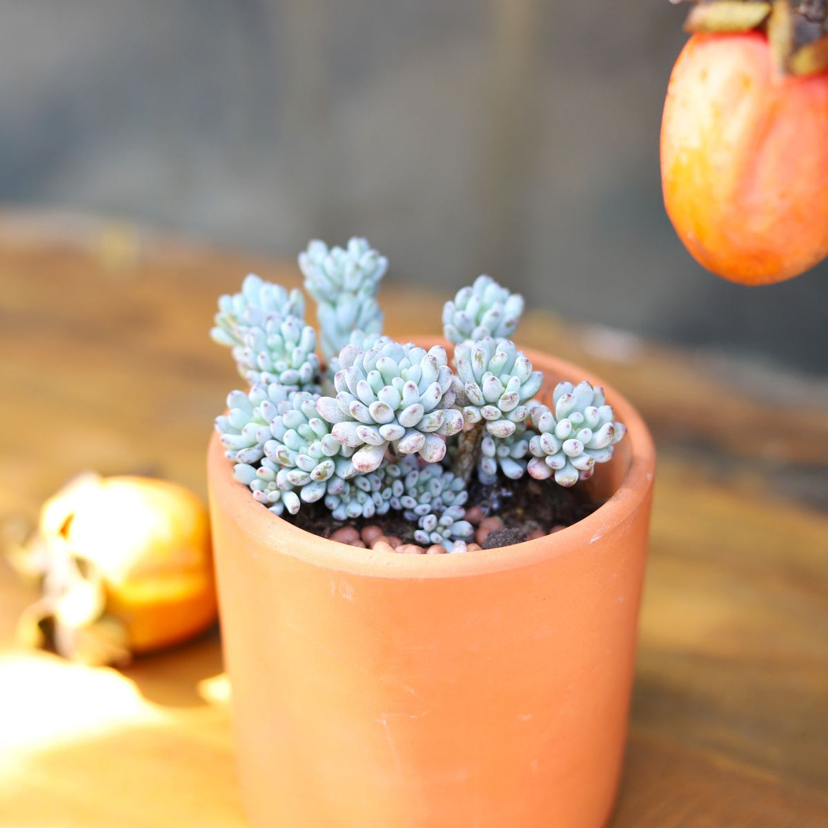 graptopetalum pachyphyllum, graptopetalum, colorful succulent, blue beans, sedum pachyphyllum, blue succulent, chubby succulent, succulent box, garden gift, growing succulent, garden shop