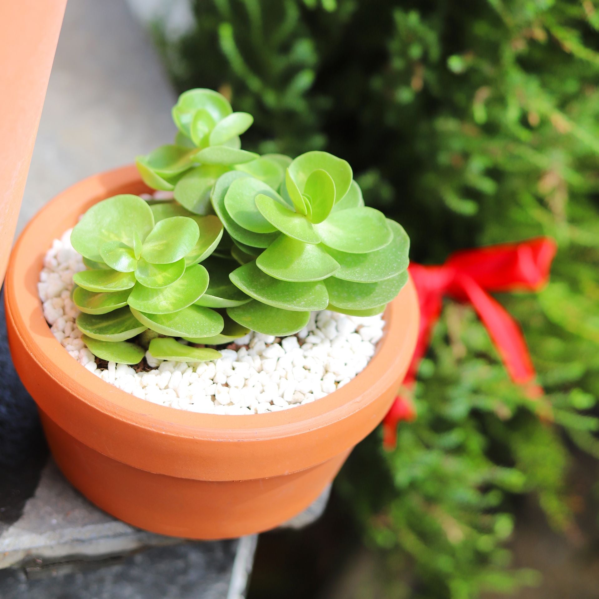 portulaca succulent plant Portulaca Molokiniensis