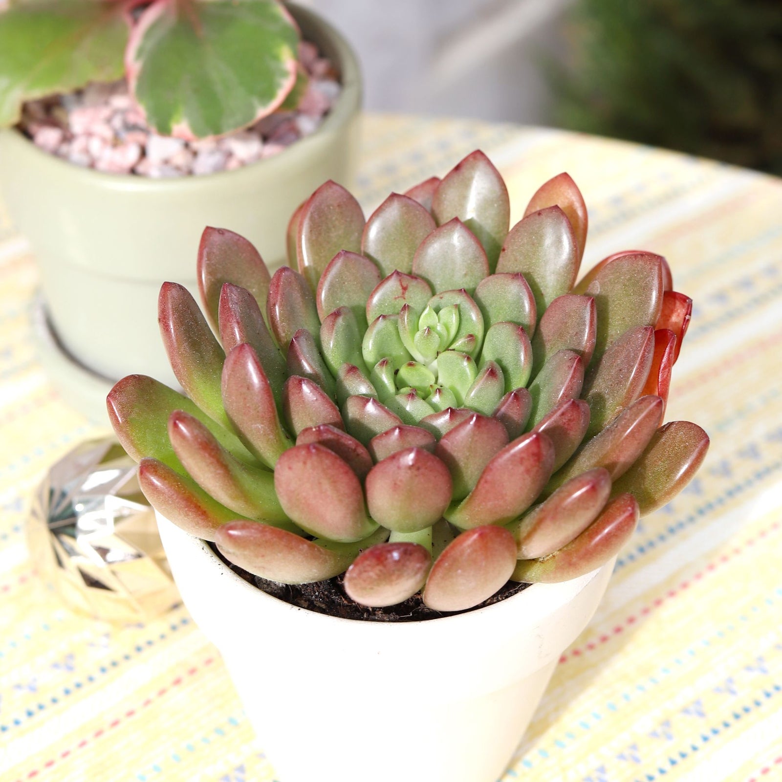 Graptoveria Bashful Succulent, Graptoveria Jujube Plant, Graptoveria Pinkle Ruby, Graptoveria Pink Ruby, Pink Rosettes Succulent Plant, Types of Graptoveria Succulents, Shop Succulents in California, Buy Succulents Online, Succulents, Cactus, rare succulents, rare succulents for sale, unique succulents, buy succulents online, rare succulent, succulent shop, unusual succulents, succulent store, succulents online