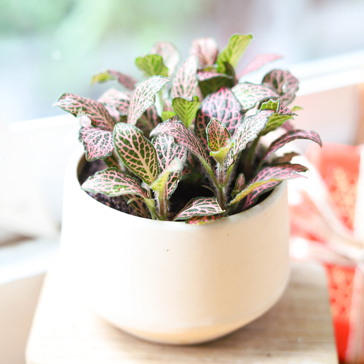 Pink Nerve Plant Fittonia for sale, Buy Lucky Plant online, Feng Shui Houseplant for Gift Decor Ideas