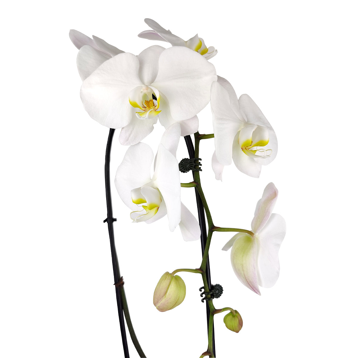 orchid plants, orchid pot, orchid, orchid flowers, orchid pots with holes, live orchid plants, phalaenopsis orchid, white orchid flowers, how to care for phalaenopsis orchid plants