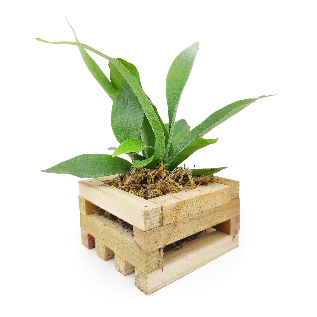 succulent fern Small Staghorn Fern in Wood Planter