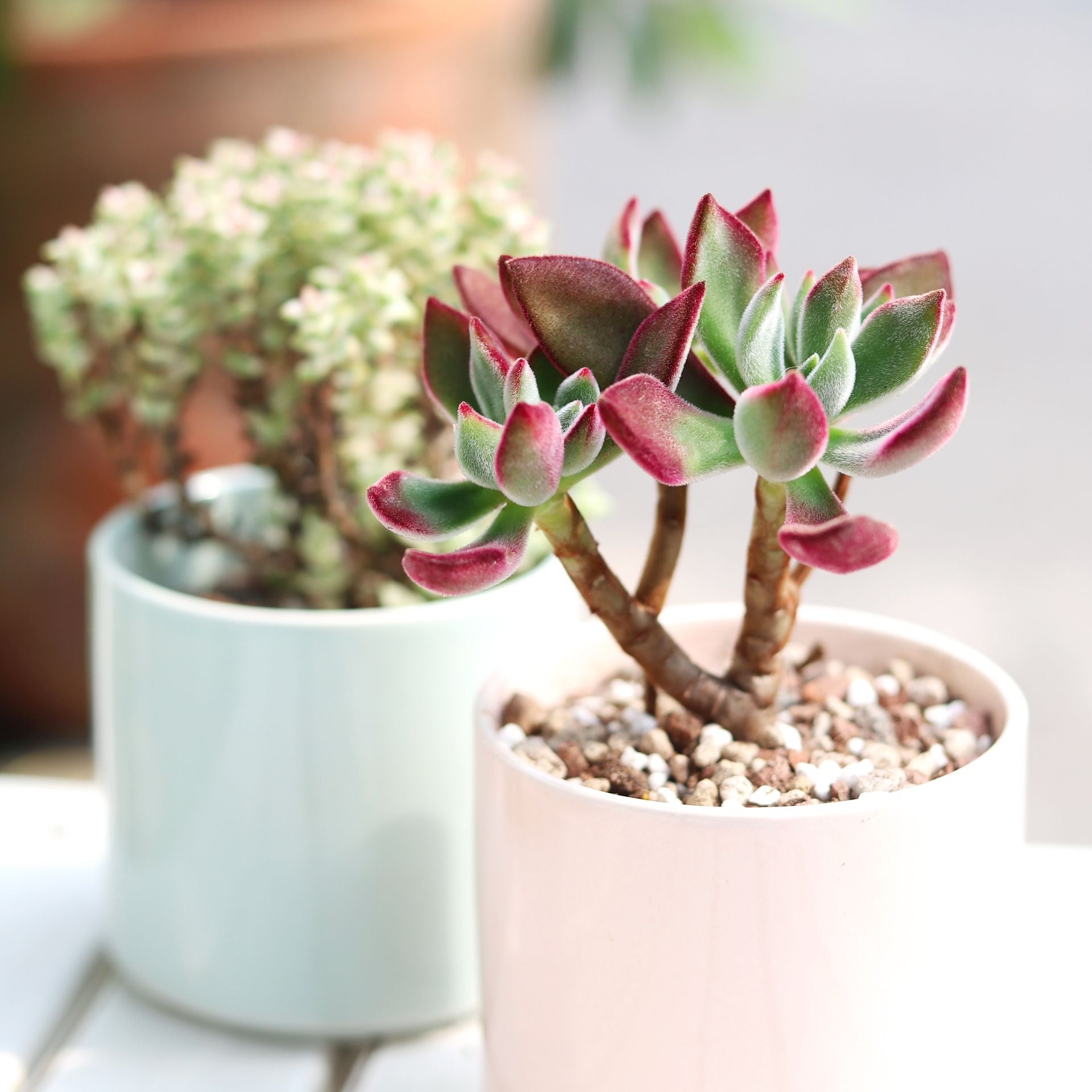 succulent ruby slippers Echeveria Harmsii Ruby Slipper for Sale