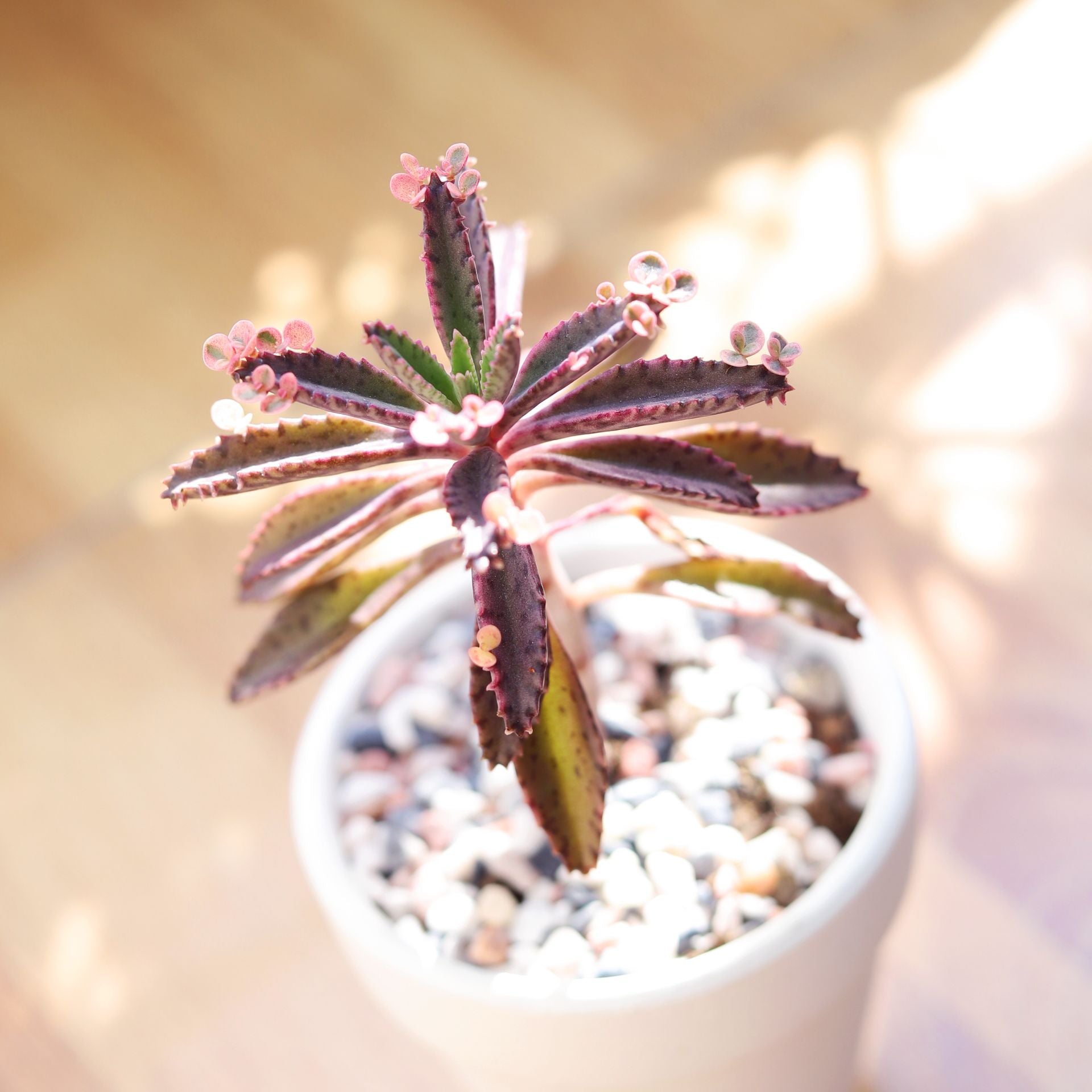 pink butterflies mother of thousands kalanchoe succulents Mother of Millions Kalanchoe Bryophyllum Succulent for Sale