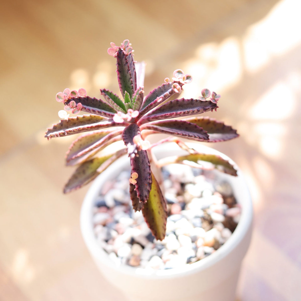 How to Distinguish Between the Mother of Millions and Mother of