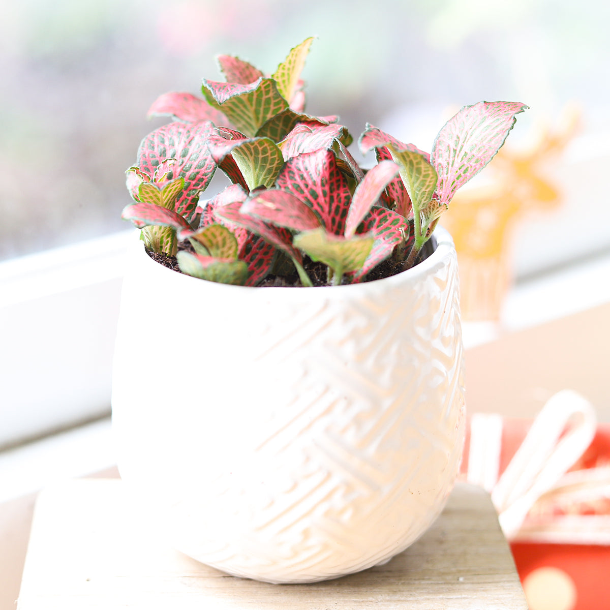 Red Nerve Plant Fittonia for sale, Buy Lucky Plant online, red feng shui houseplants, colorful indoor plants