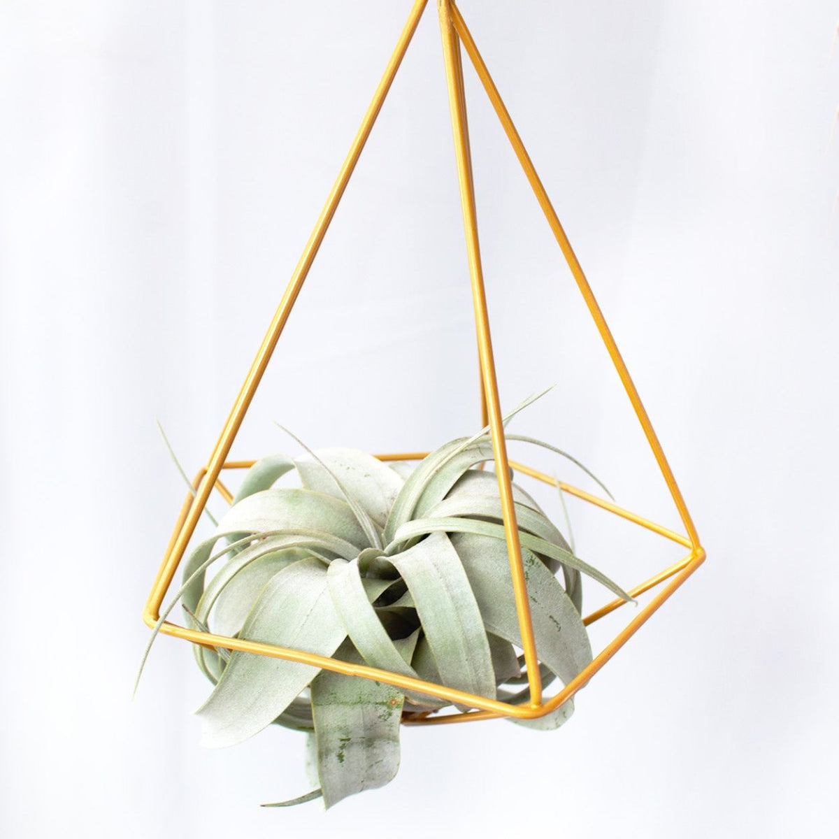 triangle air plant holder Tillandsia Xerographica