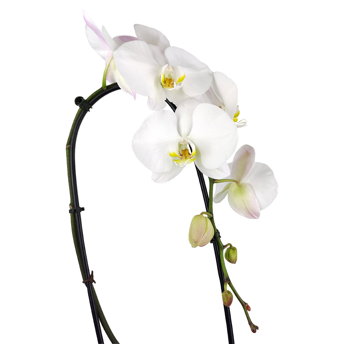 orchid plants, orchid pot, orchid, orchid flowers, orchid pots with holes, live orchid plants, phalaenopsis orchid, white orchid flowers, orchid plant in ceramic pot