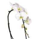 orchid plants, orchid pot, orchid, orchid flowers, orchid pots with holes, live orchid plants, phalaenopsis orchid, white orchid flowers, buy orchid plant online