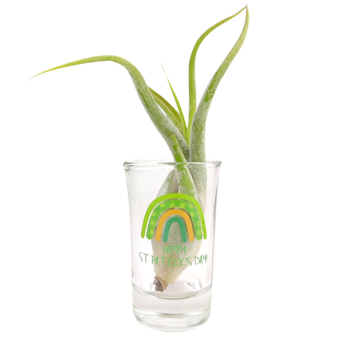 st patrick&#39;s day 2024 pattern air plant holder, airplant display for sale, buy airplant accessories online