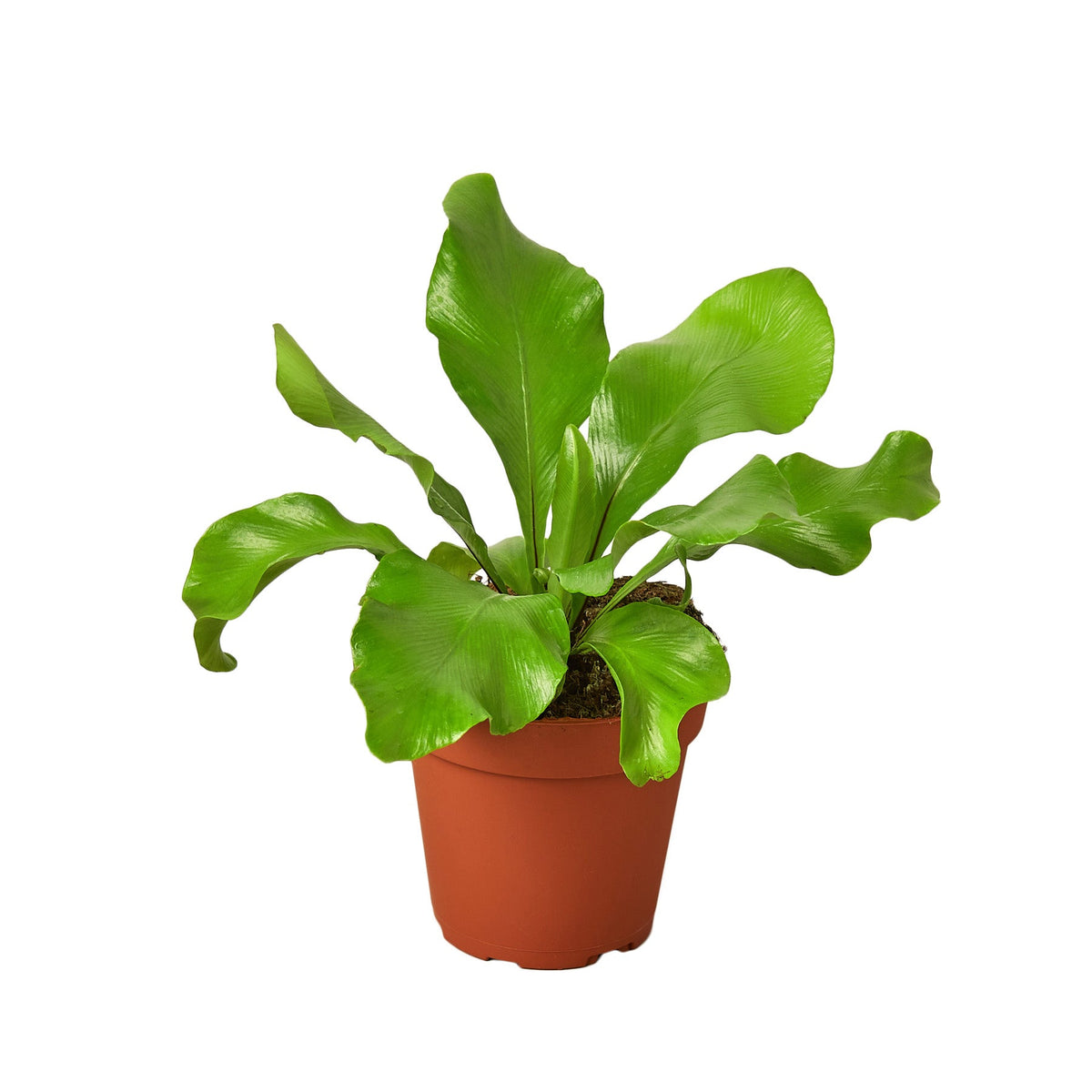 bird's nest fern for sale near me Bird’s Nest Fern ‘Nidus’ – Lush Tropical Fern, Sculptural Green Fronds 6" Pot by Succulents Box