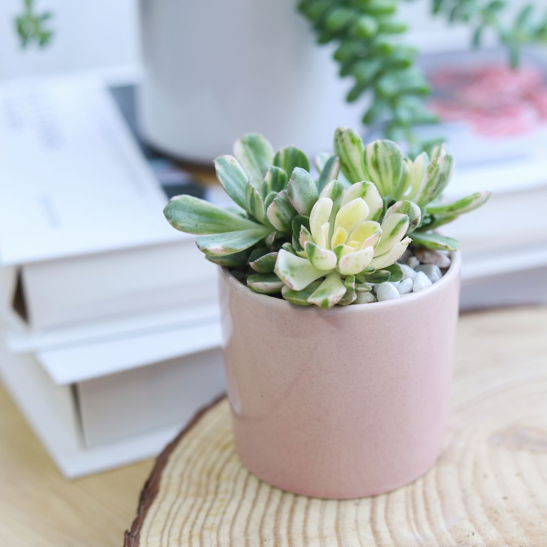 Aeonium Suncup for Sale