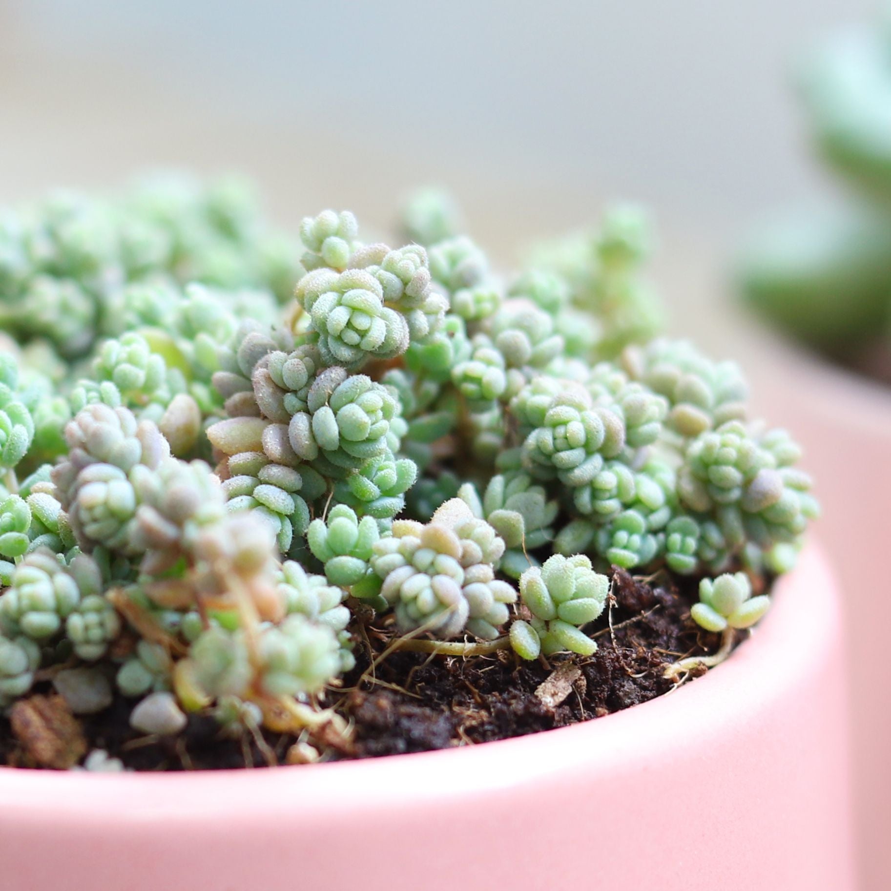 white fuzzy succulent plant Sedum Fuzzy Wuzzy Sedum Dasyphyllum Succulent | Care Guide