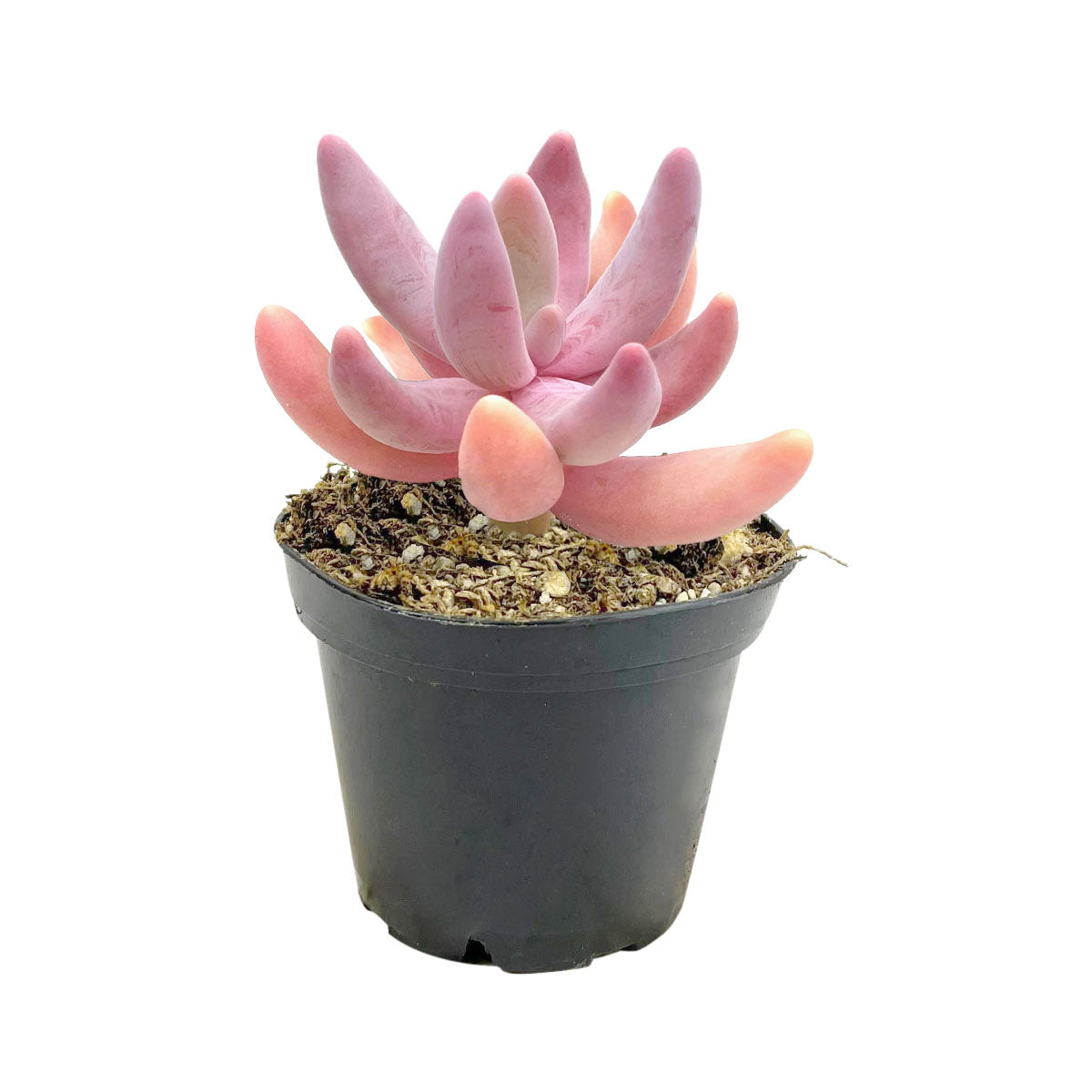 2 inch/ 4 inch Pachysedum Ganzhou Succulent Plant for sale, Unique Pink Succulents as Gift, Pink chubby leaves easy to care