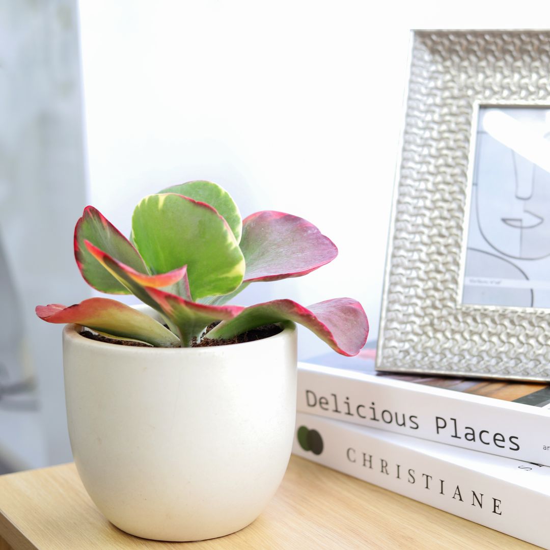 Variegated Paddle Plant, succulents garden, succulent subscription, cactus, how to grow succulents, succulent care tips, Succulents shop near me, succulent care, indoor succulents, Variegated Paddle Plant in California, How to grow Variegated Paddle Plant