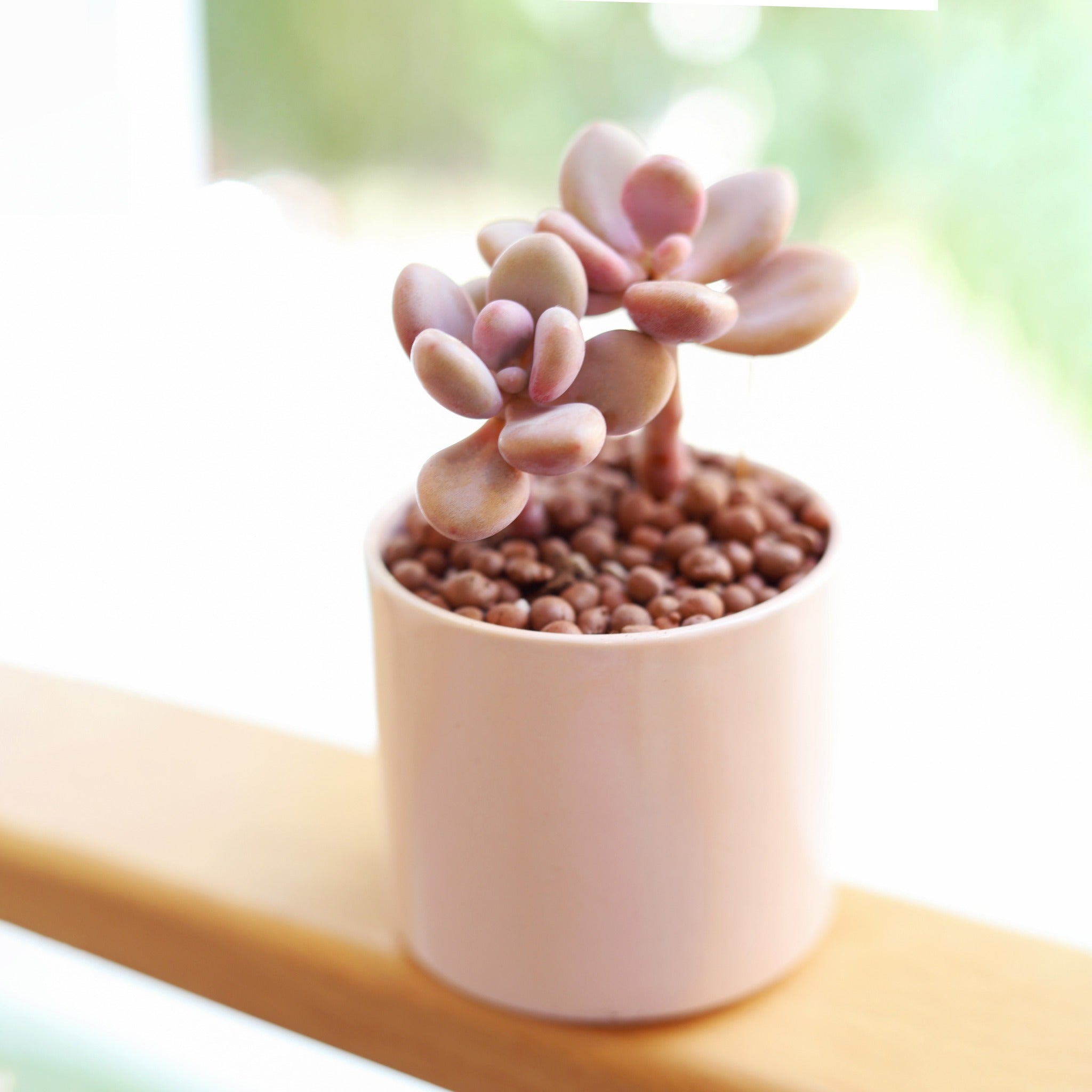 pink succulent plants near me Buy Moonstones Pachyphytum: A RARE Pink Succulent Gem 2 inch / No Pot by Succulents Box