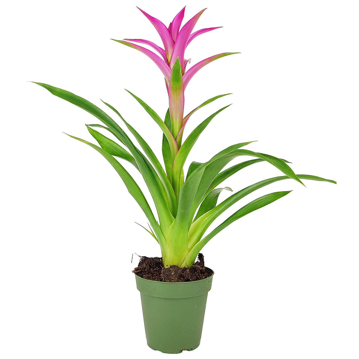 Guzmania hybrid Pink, Flowering Houseplants, Indoor Houseplant, Colorful Flowering Houseplants, Pet-Friendly Houseplants, Easy Care Houseplants