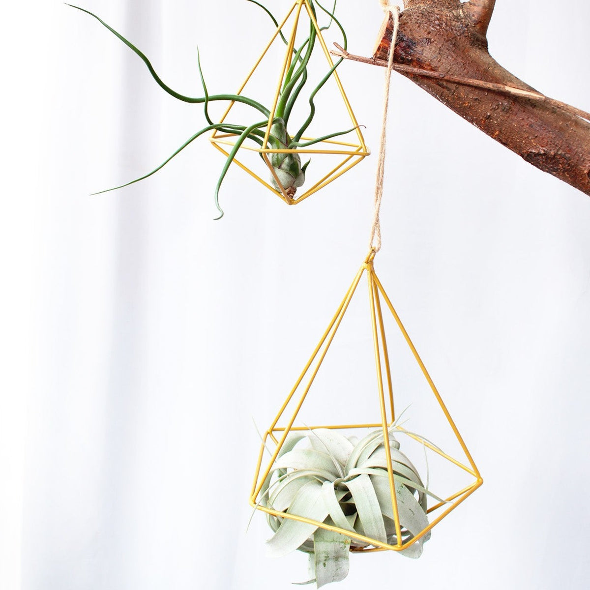 Big Tillandsia Xerographica air plant for sale