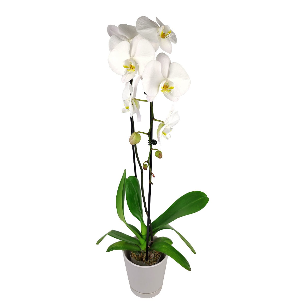 best place to buy indoor plants near me, orchid plants, orchid pot, orchid, orchid flowers, orchid pots with holes, live orchid plants, phalaenopsis orchid, white orchid flowers, long-lasting orchid plants