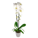 orchid plants, orchid pot, orchid, orchid flowers, orchid pots with holes, live orchid plants, phalaenopsis orchid, white orchid flowers, buy orchid plant online