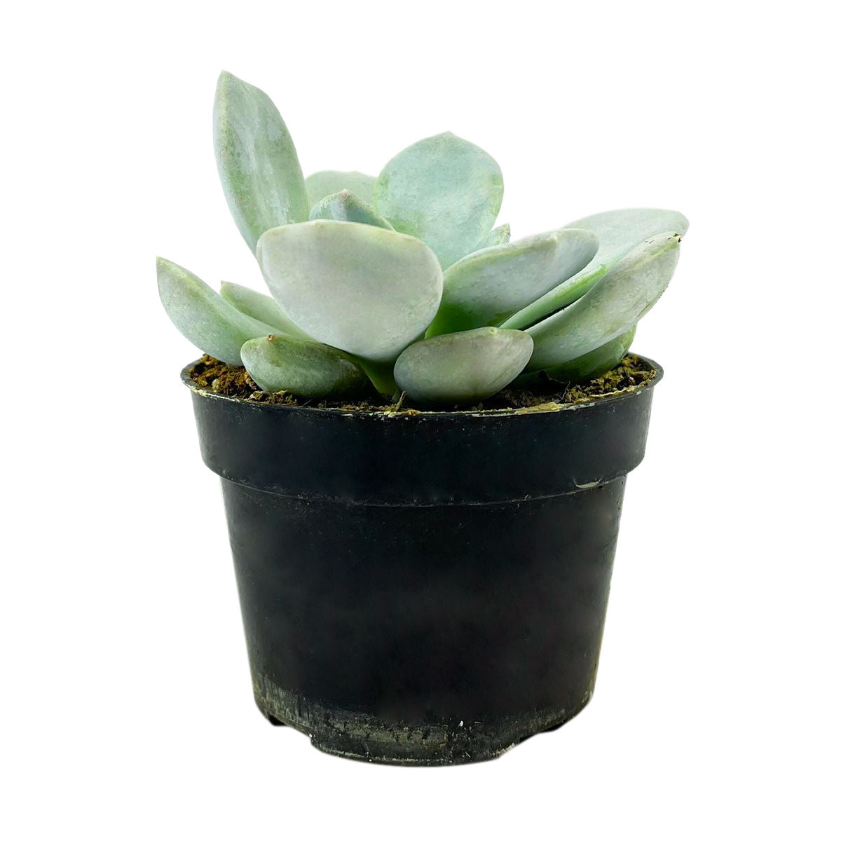 4 inch Echeveria Asante Sana Succulent in Plastic Pot for sale, Buy Fairy Wash Echeveria 4 inch, Easy-care succulents for beginners, A beautiful rosette succulent to enhance your plant collection