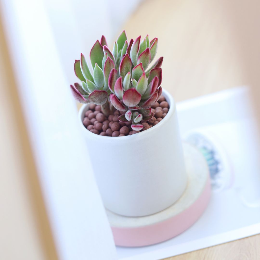 ruby heart succulent Echeveria Harmsii Ruby Slipper for Sale
