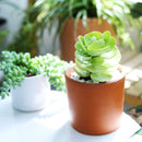 portulaca molokiniensis, &#39;ihi, succulent care, succulent subscription, cactus, Succulents shop near me, how to grow succulents, Rare succulents, indoor succulents, Succulents, portulaca molokiniensis in California, How to grow portulaca molokiniensis, rare succulents, rare succulents for sale, unique succulents, buy succulents online, rare succulent, succulent shop, unusual succulents, succulent store, succulents online