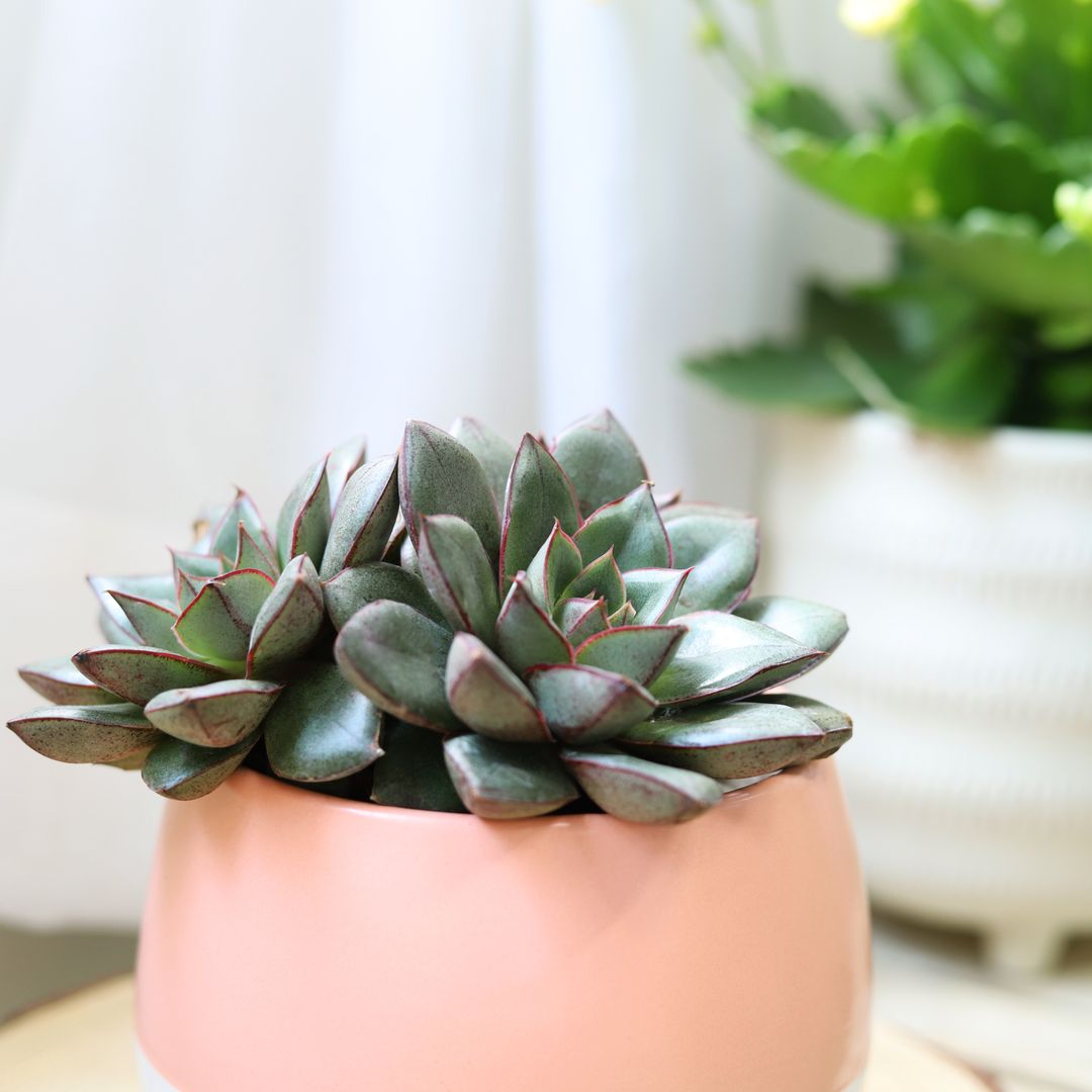 primrue succulent Echeveria Purpusorum Rose A.Berger Succulent