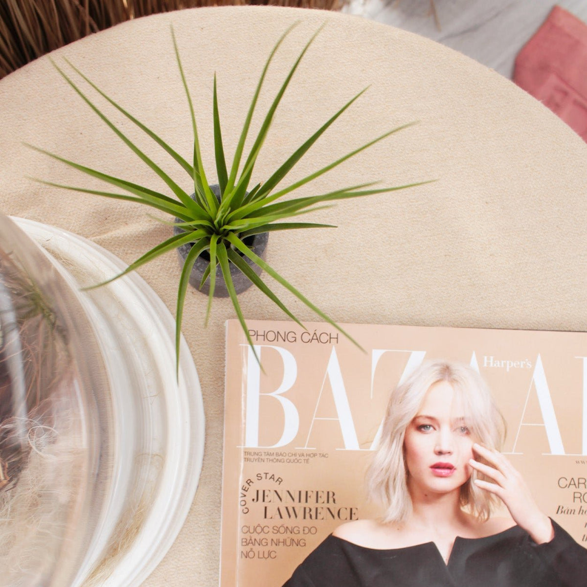 Tillandsia Melanocrater Tricolor Air Plant for Sale Online, Live Air Plant Gift Decor Ideas