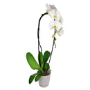 orchid plants, orchid pot, orchid, orchid flowers, orchid pots with holes, live orchid plants, phalaenopsis orchid, white orchid flowers, buy orchid plant online