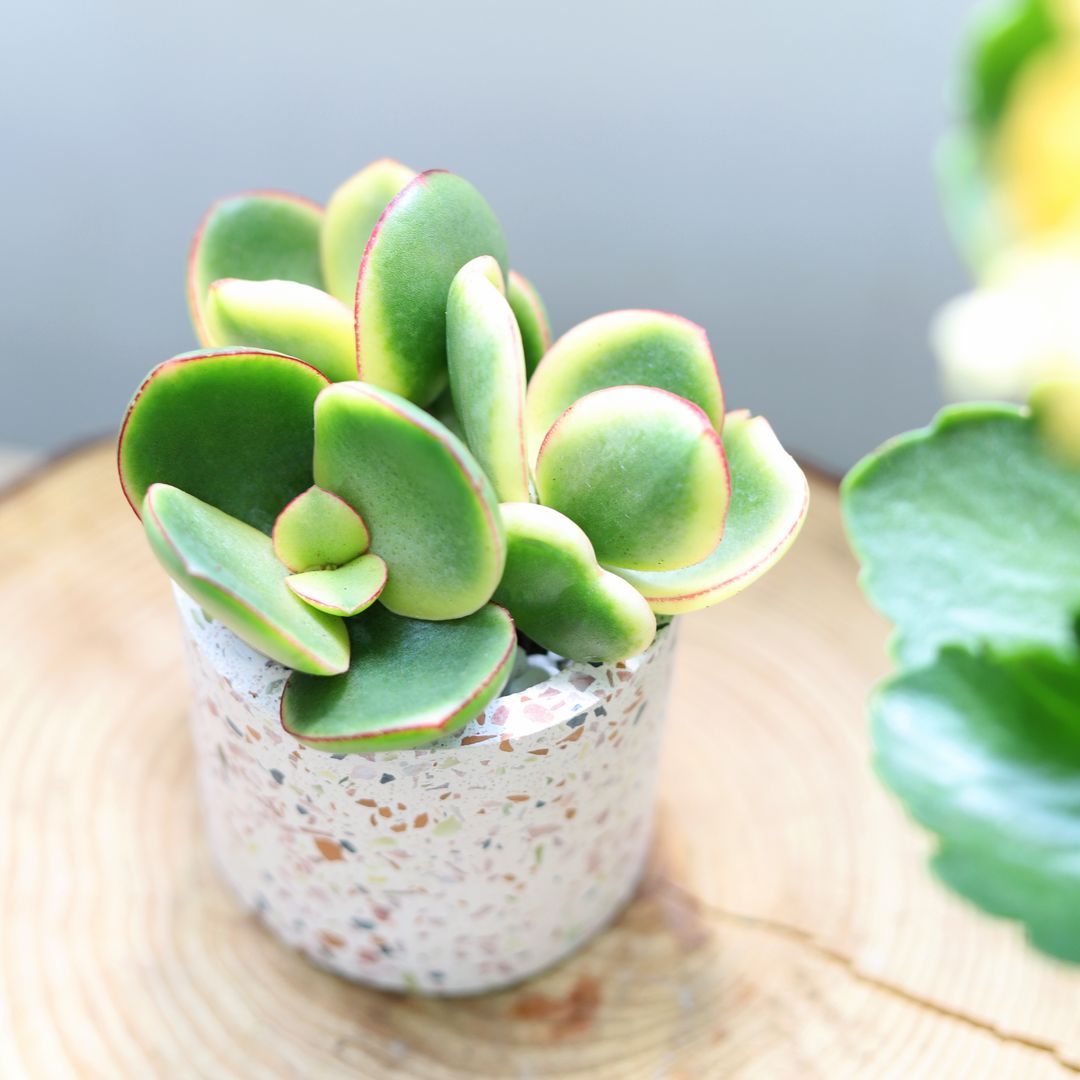Crassula Ovata Obliqua Jade Plant | Lucky Plant Money Tree for