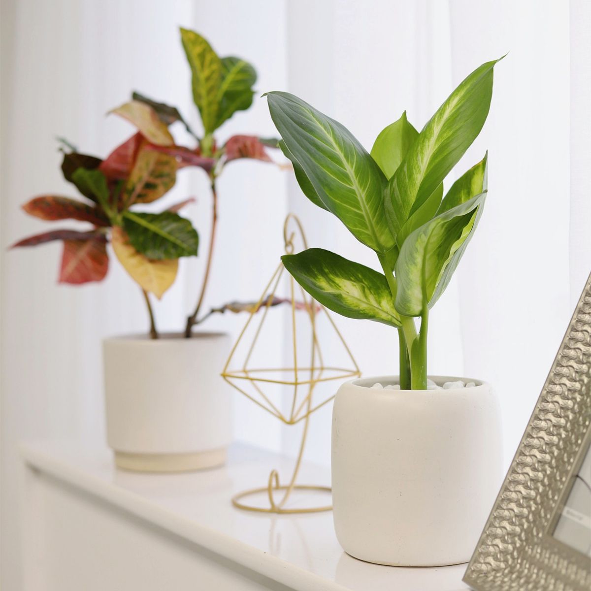 tropic snow house plant Dieffenbachia Tropic Snow