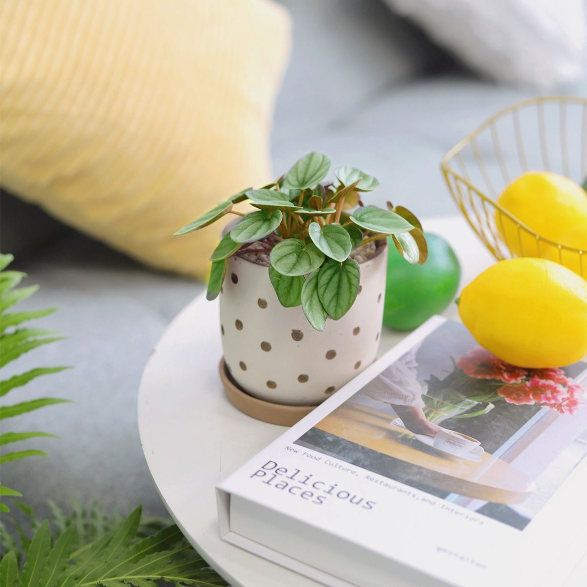 little indoor plants Peperomia Little Toscani Houseplant for Sale - Easy Care Indoor Plants