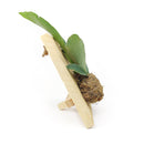 Staghorn Fern On Wood Plank