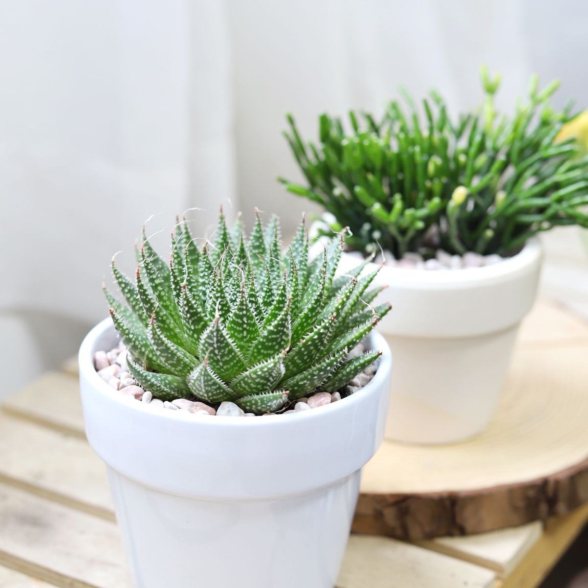 spiky plant succulent Gasteria Flow Lace Aloe Succulent Plant