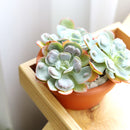 Echeveria Raindrops Succulent in California, How to grow Echeveria Raindrops Succulent, Thanksgiving succulents gift, Easter succulents idea, echeveria, echeveria succulent, echeveria types, succulent echeveria, buy succulents online, succulent shop, succulent store, echeveria plant, indoor succulents
