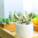 Crassula ovata f. variegata Hummel’s Sunset, succulent plant, succulents shop in California, Rare succulents, Succulents, indoor succulents