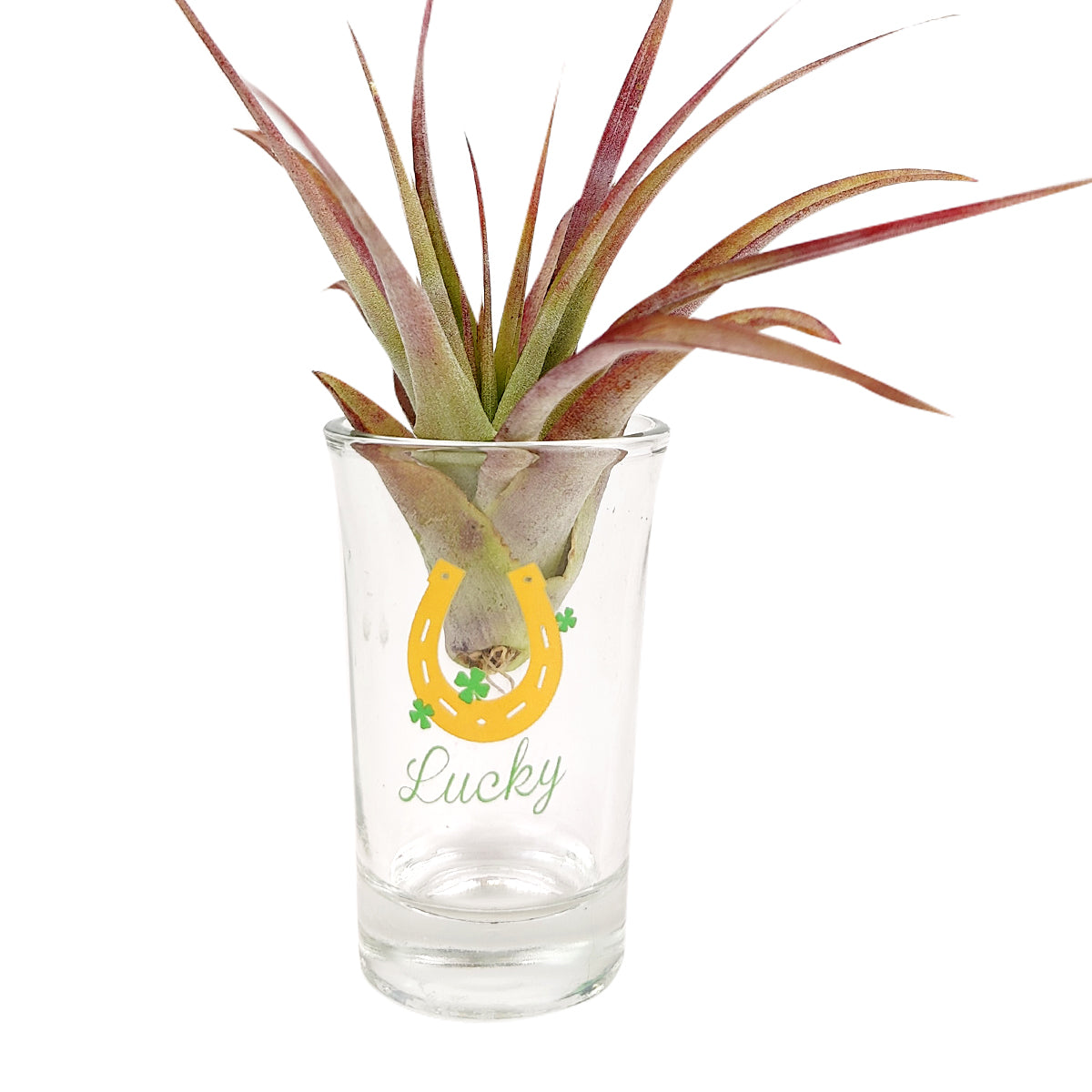 St. Patrick&#39;s Day Airplant Holder, St. Patrick&#39;s Day Airplant Holder for home decor, decorative air plant holder
