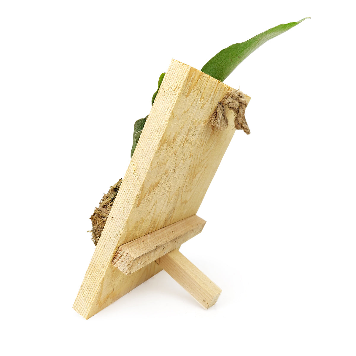Staghorn Fern On Wood Plank