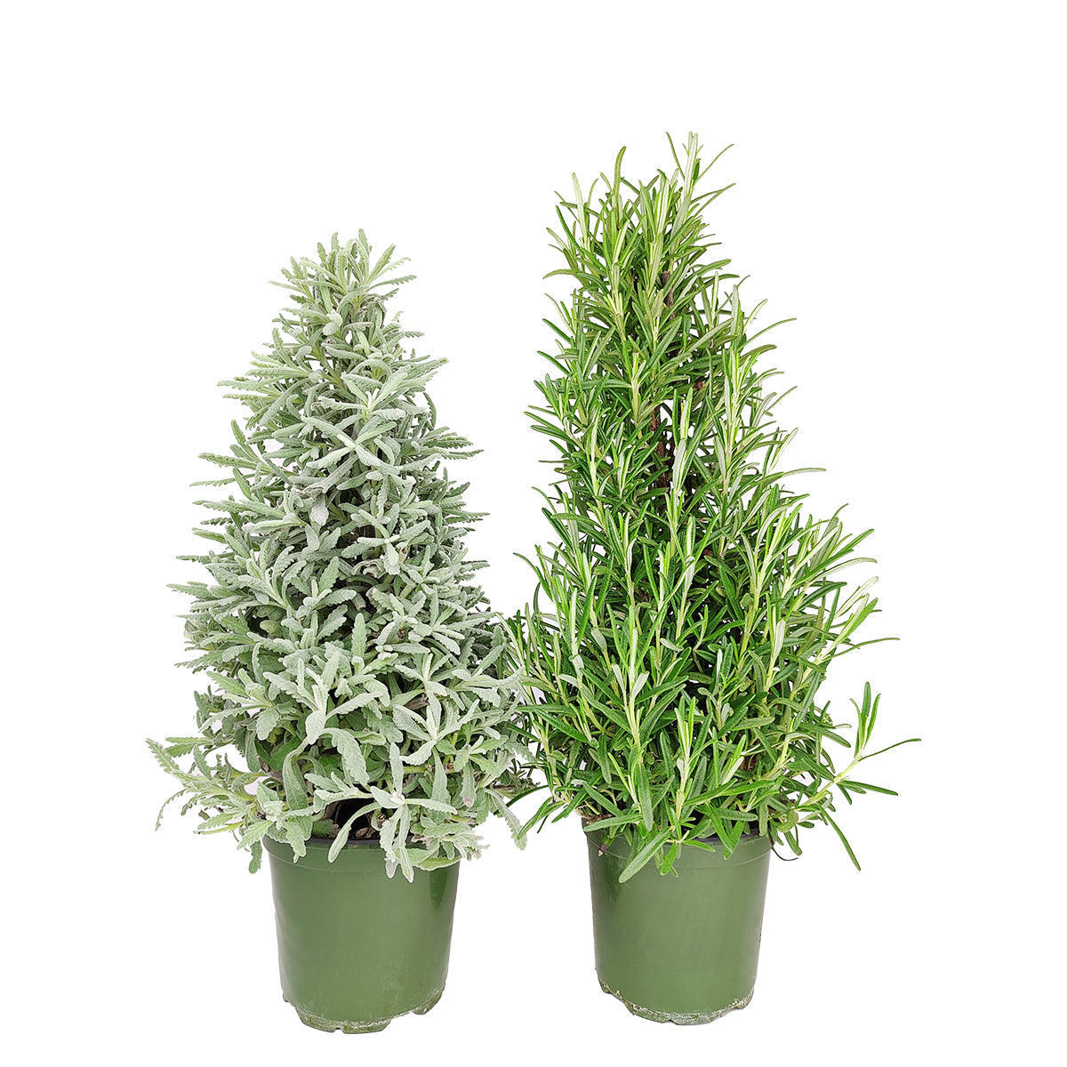 lavender christmas tree plant Lavender Holiday Tree - Aromatic Christmas Shaped Lavender Tree