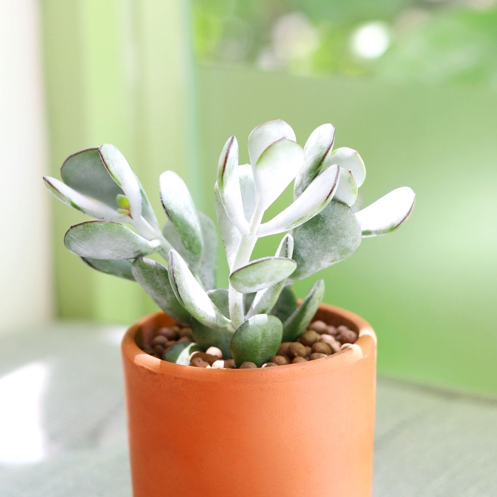 Cotyledon Orbiculata Pig&#39;s Ear, succulent care tips, indoor succulents, monthly succulents, Succulents, succulent care guide, Succulents shop near me, succulents shop in California, succulent subscription, Cotyledon orbiculata in California, How to grow Cotyledon orbiculata, cotyledon orbiculata pig&#39;s ear in terracotta pot