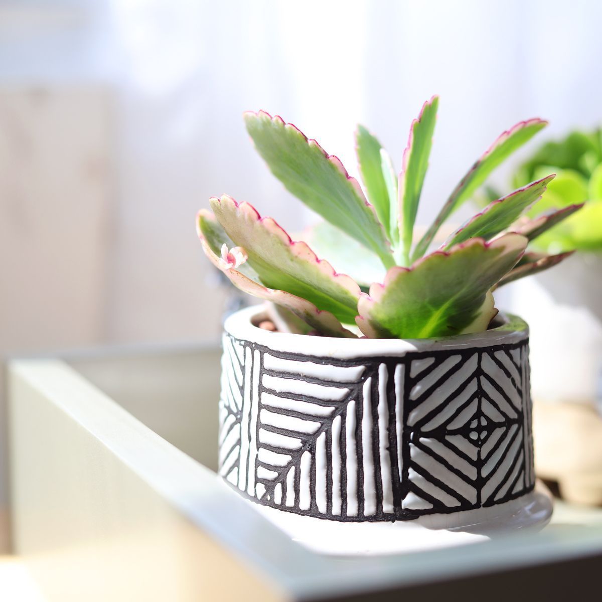 succulent lavender plants Lavender Scallops Kalanchoe