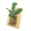 Staghorn Fern On Wood Plank